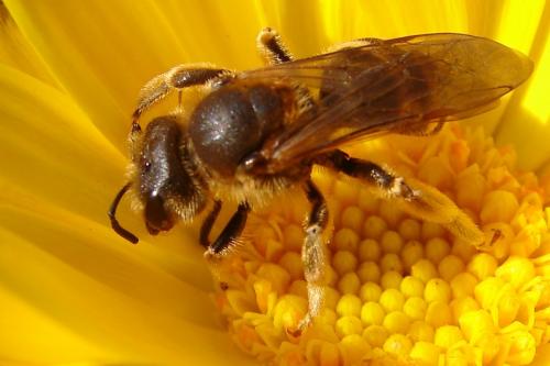Réf. 53 704 : Halictus sp.