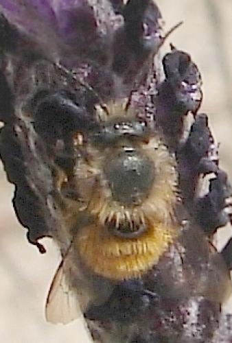 Réf. 53 398 : Osmia bicornis