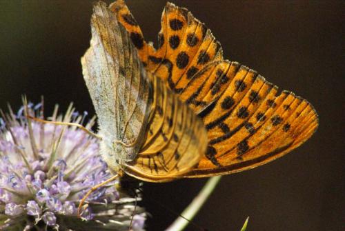 Argynnis paphia