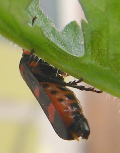 Cercopis intermedia