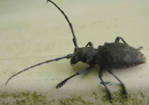 Morimus asper