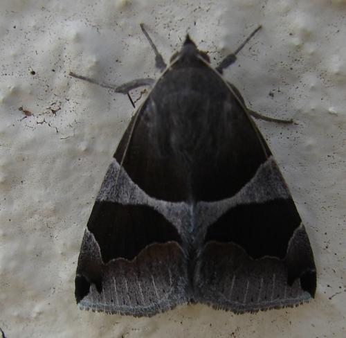 Réf. 53 498 : Dysgonia sp.