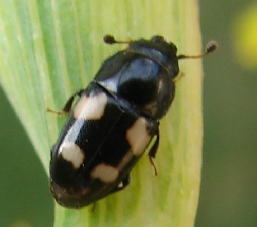 Glischrochilus sp.