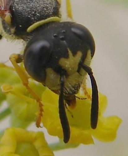 Réf. 53 469 : Philanthus triangulum