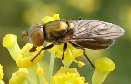 Riponnensia splendens
