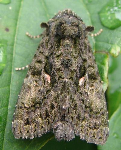Aedia leucomelas