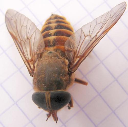 Réf. 53 164 : Tabanus sudeticus