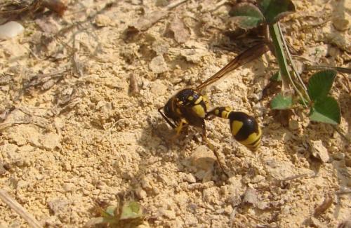 Eumenes sp.