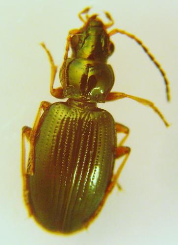 Réf. 53 150 : Bembidion deletum
