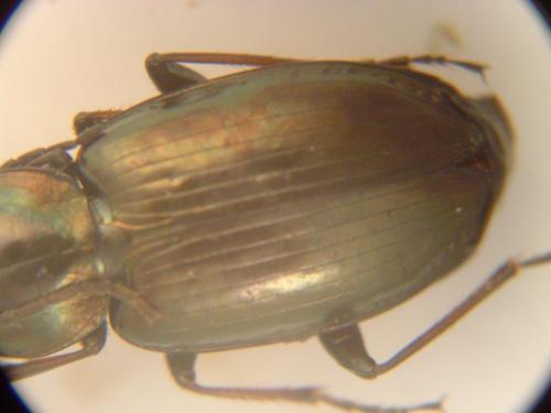 Réf. 53 256 : Agonum muelleri