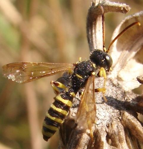 Réf. 53 651 : Cerceris flavilabris