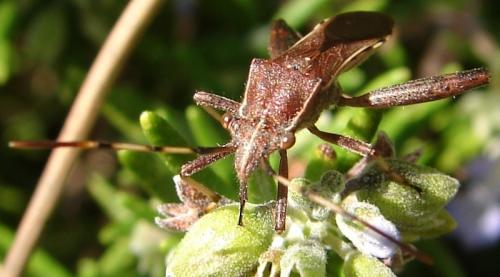 Camptopus lateralis