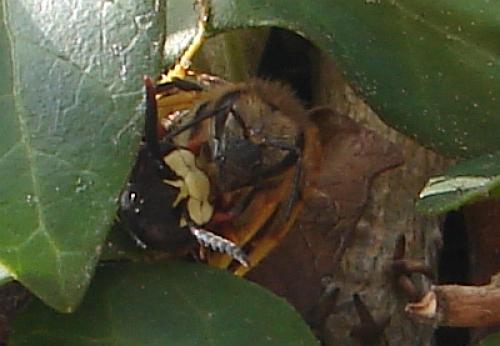 Philanthus triangulum