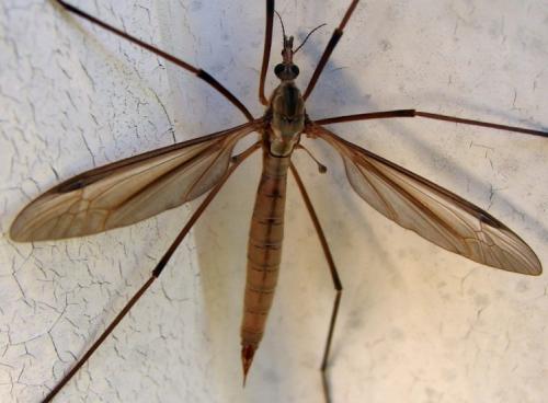 Réf. 53 060 : Tipula oleracea