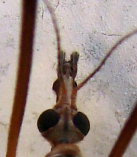 Réf. 53 068 : Tipula oleracea