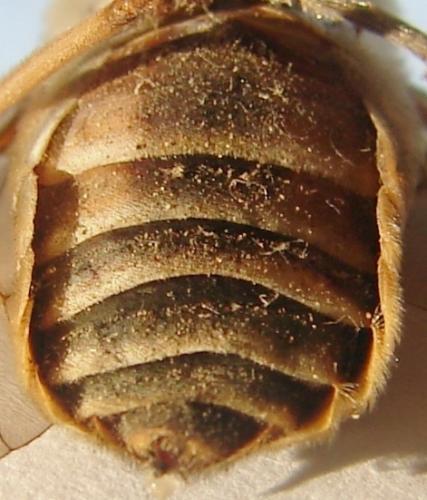Tabanus sudeticus