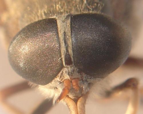 Réf. 53 165 : Tabanus sudeticus