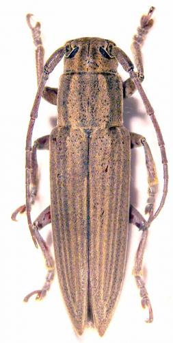 Pterolophia leucoloma