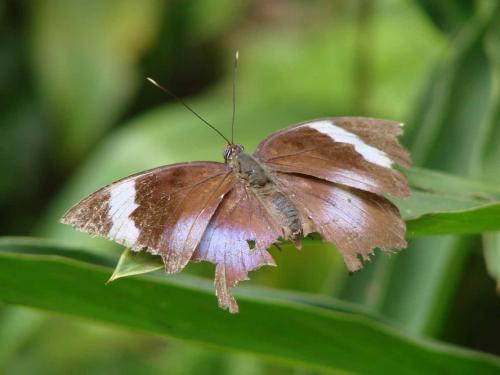Euphaedra sp.