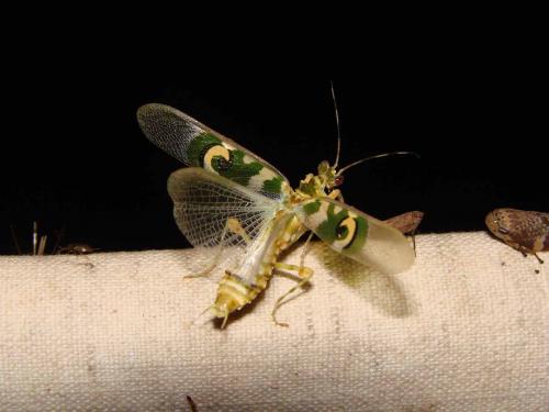 Réf. 53 124 : Pseudocreobotra ocellata