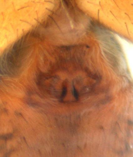 Pardosa pullata