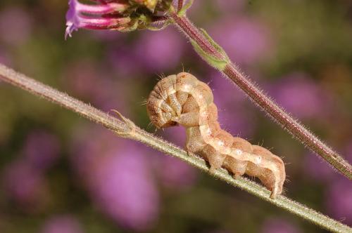Helicoverpa armigera