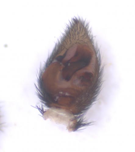 Pardosa agrestis