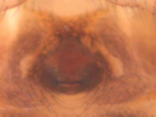 Steatoda triangulosa