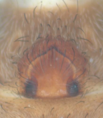 Alopecosa cursor
