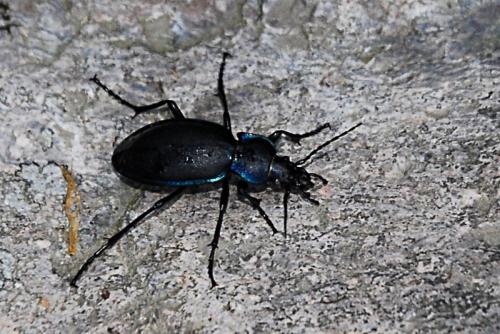 Réf. 53 818 : Carabus violaceus