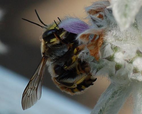 Anthidium sp.