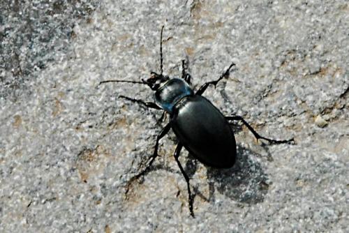 Carabus glabratus