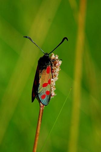 Zygaena filipendulae