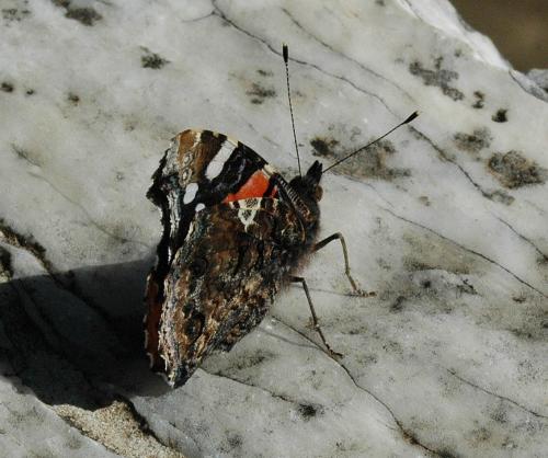 Vanessa atalanta