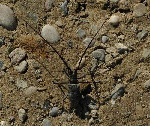 Monochamus galloprovincialis