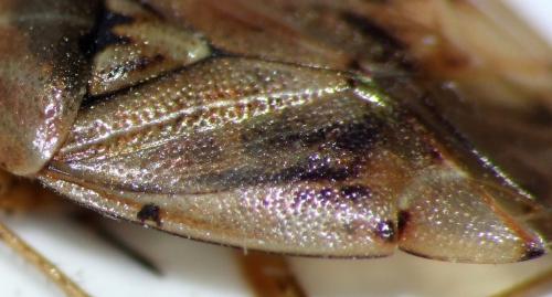 Lygus sp.