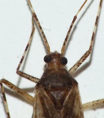 Phytocoris longipennis