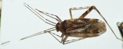 Phytocoris longipennis
