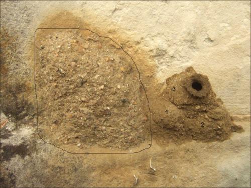 Delta unguiculatum