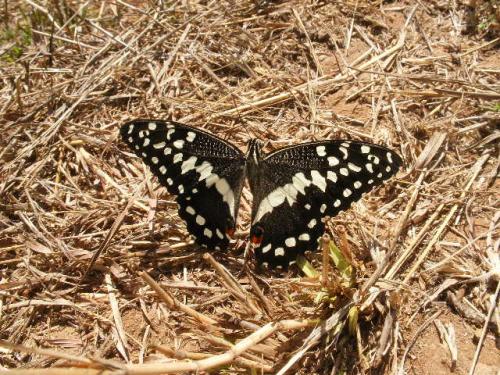 Réf. 53 376 : Papilio demodocus