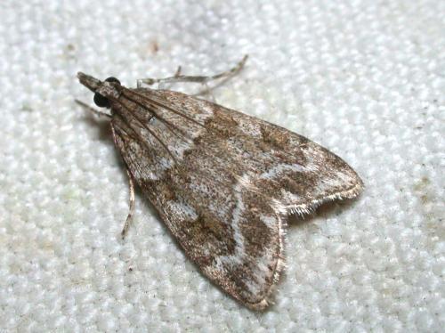 Scoparia ambigualis