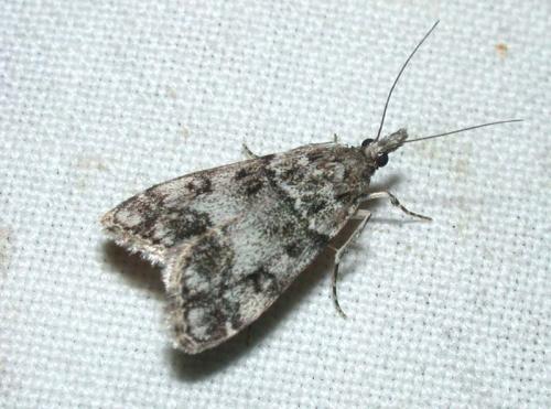 Réf. 53 352 : Eudonia lacustrata