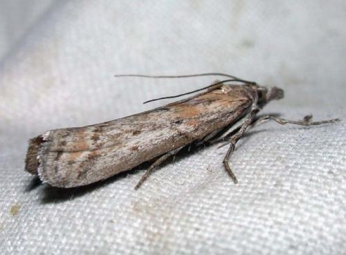 Delplanqueia cortella