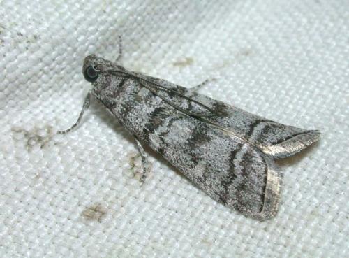 Réf. 53 338 : Dioryctria sp.