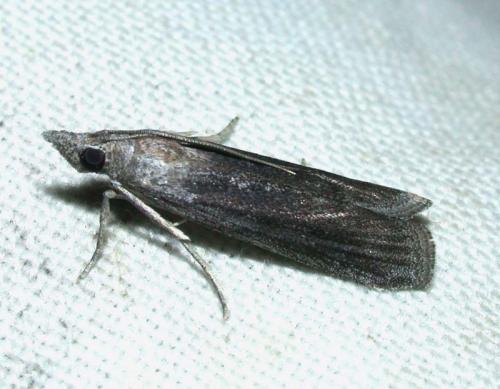 Epischnia illotella