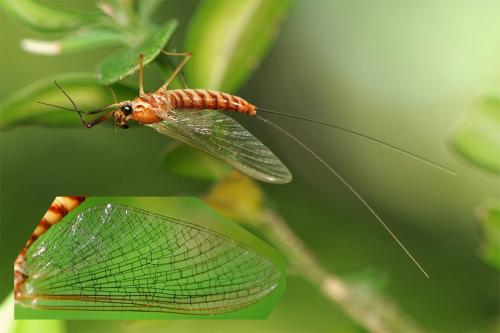 Ecdyonurus sp.