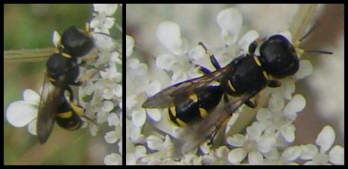 Réf. 53 386 : Ectemnius continuus punctatus