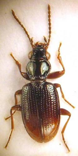 Bembidion normannum
