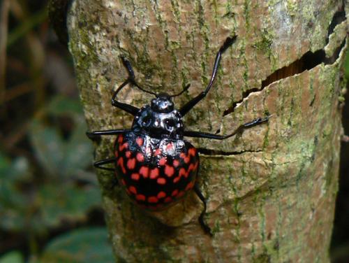 Erotylus sp.