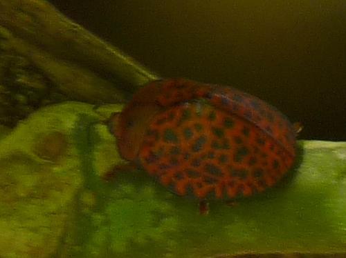 Réf. 53 950 : Chelymorpha sp.